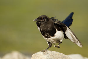 magpie